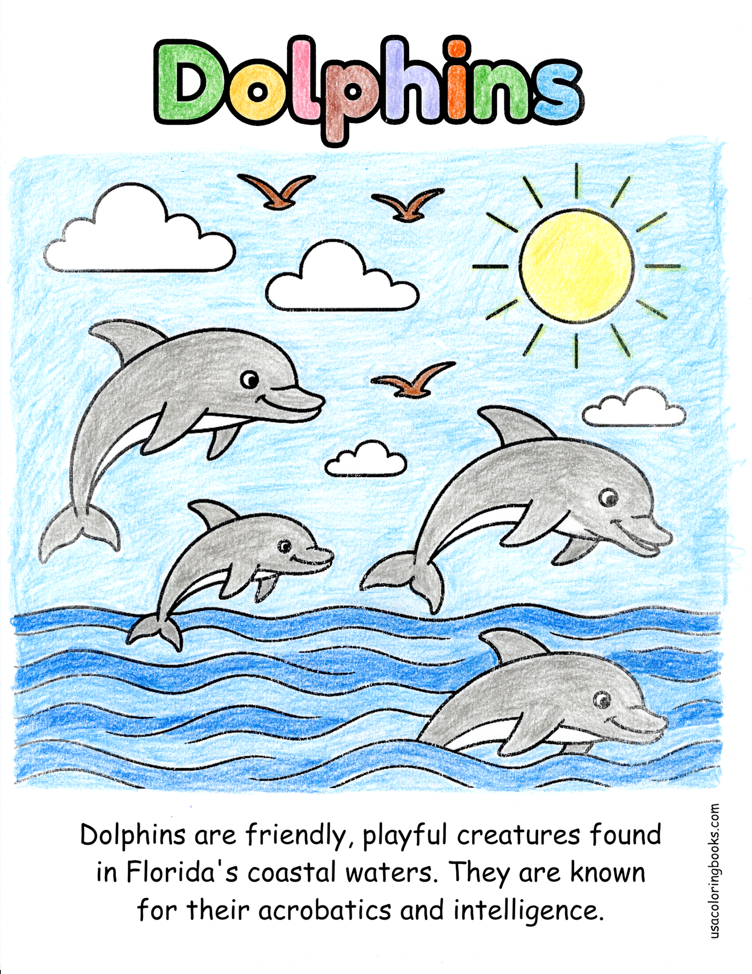 Florida dolphins